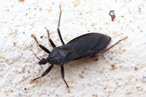 Reduvius personatus
